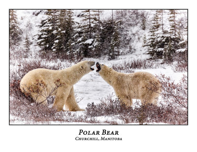 Polar Bear-086