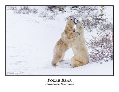 Polar Bear-087