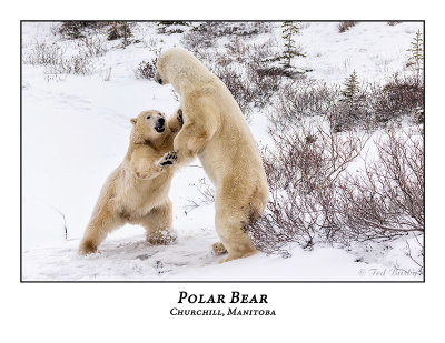 Polar Bear-088