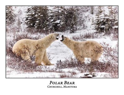 Polar Bear-089