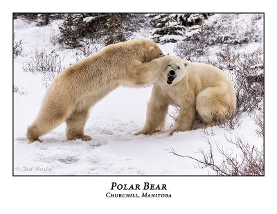 Polar Bear-090