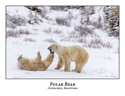 Polar Bear-091