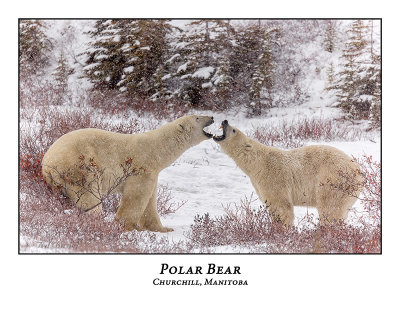 Polar Bear-093