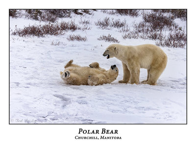 Polar Bear-092