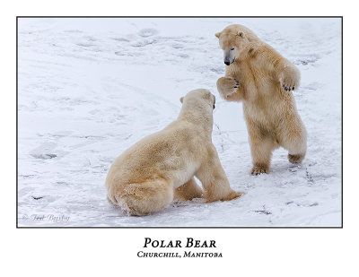 Polar Bear-094