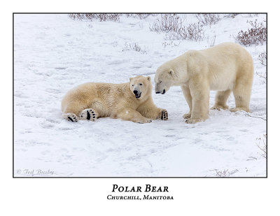 Polar Bear-096
