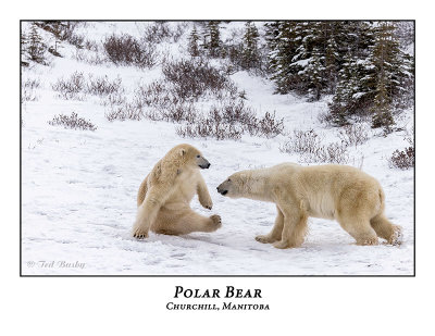 Polar-Bear-097