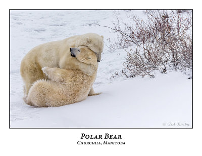 Polar Bear-098
