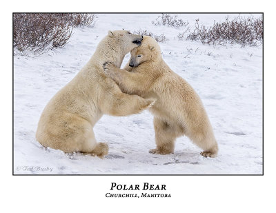 Polar Bear-099