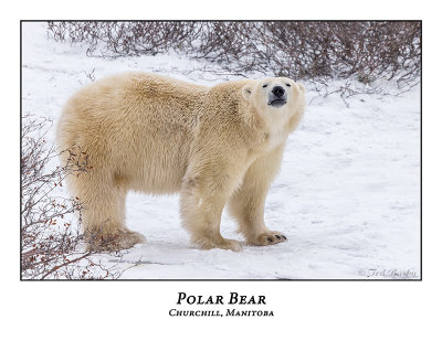 Polar Bear-101