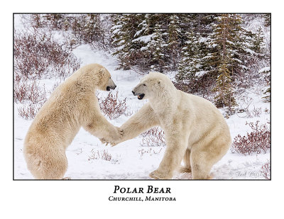 Polar Bear-103
