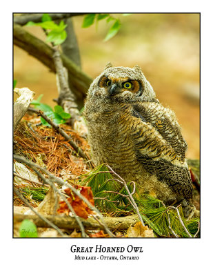 Great Horned Owl-067