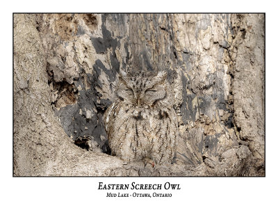 Eastern Screech Owl-054
