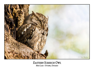 Eastern Screech Owl-055