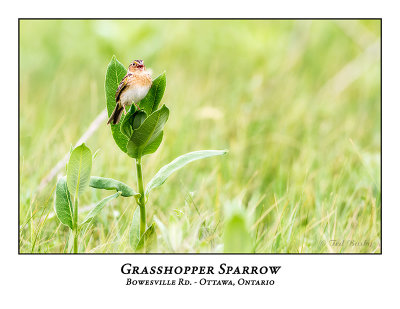 Grasshopper Sparrows