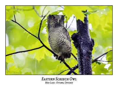 Eastern Screech Owl-056