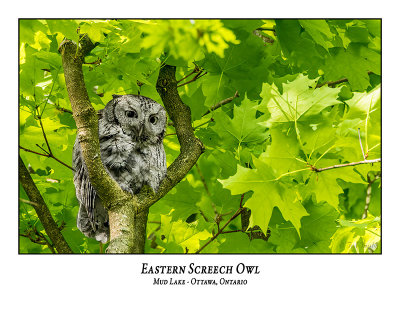 Eastern Screech Owl-057