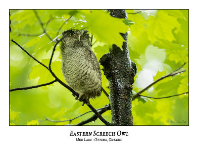 Eastern Screech Owl-058