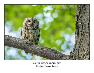 Eastern Screech Owl-059