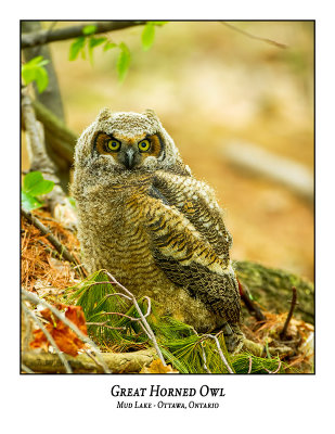 Great Horned Owl-068