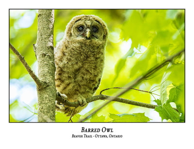 Barred Owl-063