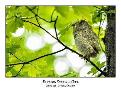 Eastern Screech Owl-060