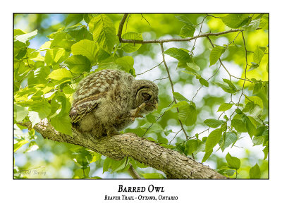 Barred Owl-064
