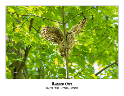 Barred Owl-065