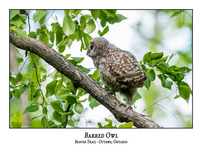 Barred Owl-066