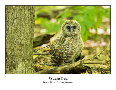 Barred Owl-067