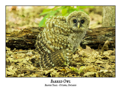 Barred Owl-068