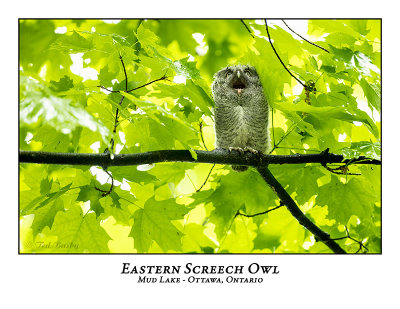 Eastern Screech Owl-061