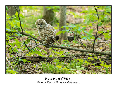 Barred Owl-069