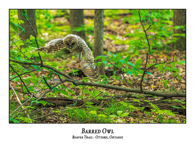Barred Owl-070