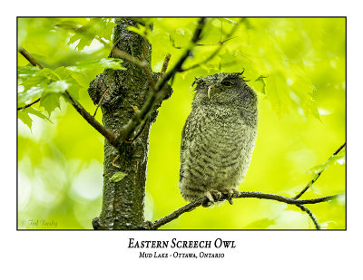 Eastern Screech Owl-062