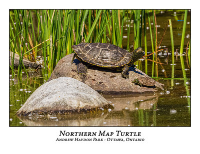 Northern Map Turtle-001