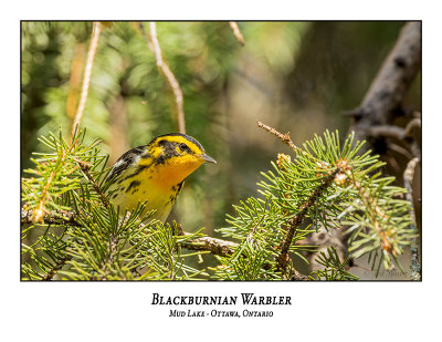 Blackburnian Warblers