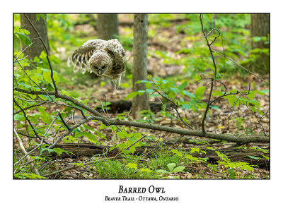 Barred Owl-071