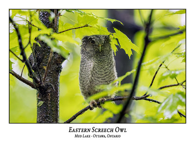 Eastern Screech Owl-063