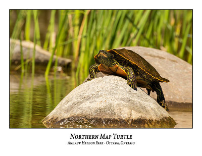Northern Map Turtle-002