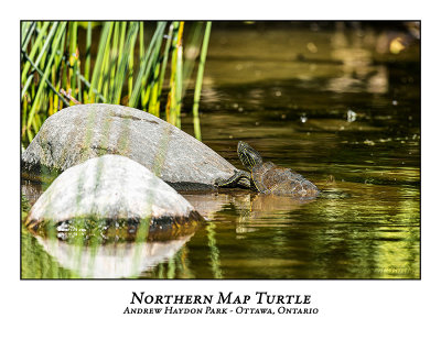 Northern Map Turtle-003