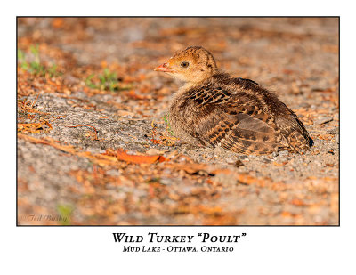 Wild Turkey Poult-017