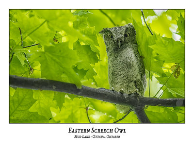 Eastern Screech Owl-064