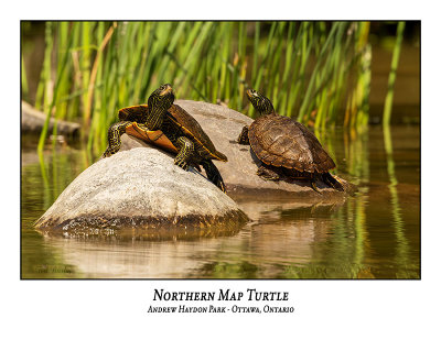 Northern Map Turtle-004