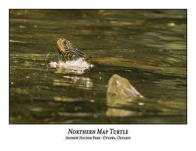 Northern Map Turtle-005