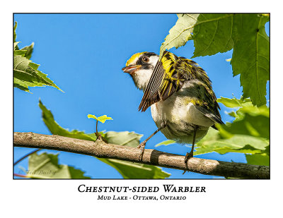 Chestnut-sided Warblers