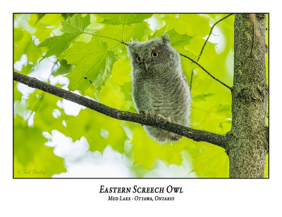 Eastern Screech Owl-065