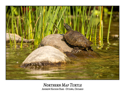 Northern Map Turtle-006