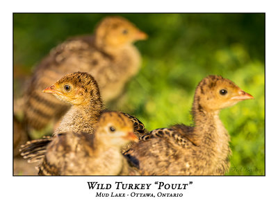 Wild Turkey Poult-018