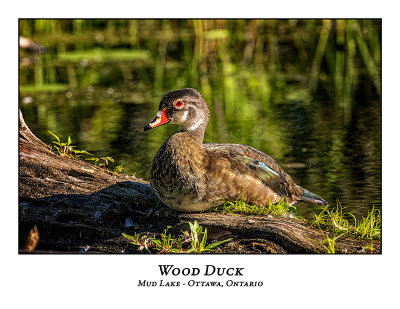 Wood Duck-033